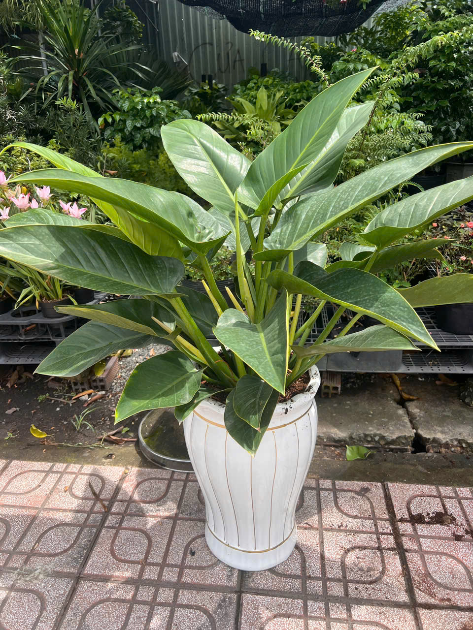 Trầu Bà Đế Vương