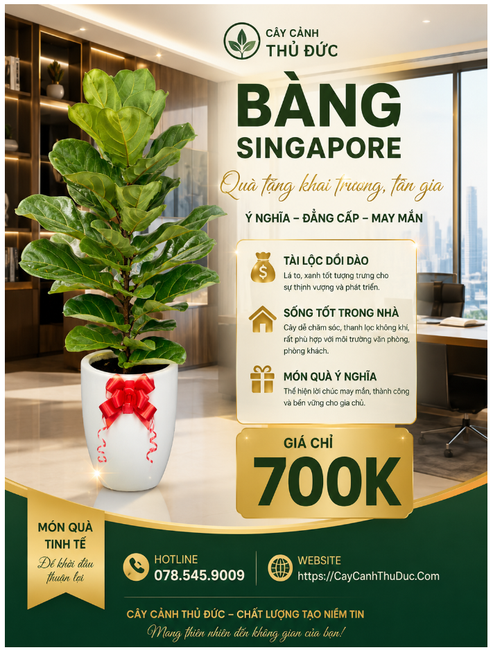 Bàng Singapore