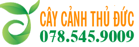 Cây Cảnh Thủ Đức Giá Tốt Cây Đẹp!!!