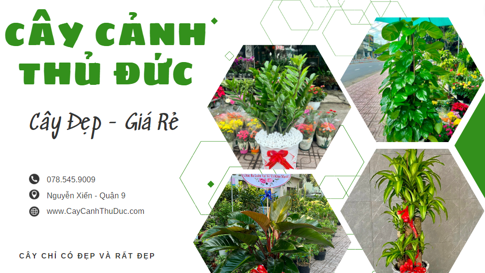 Cây Cảnh Thủ Đức Chuyên Cung Cấp Cây Đẹp Với Giá Tốt Nhất Thị Trường !!!