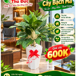 Bạch Mã Hoàng Tử