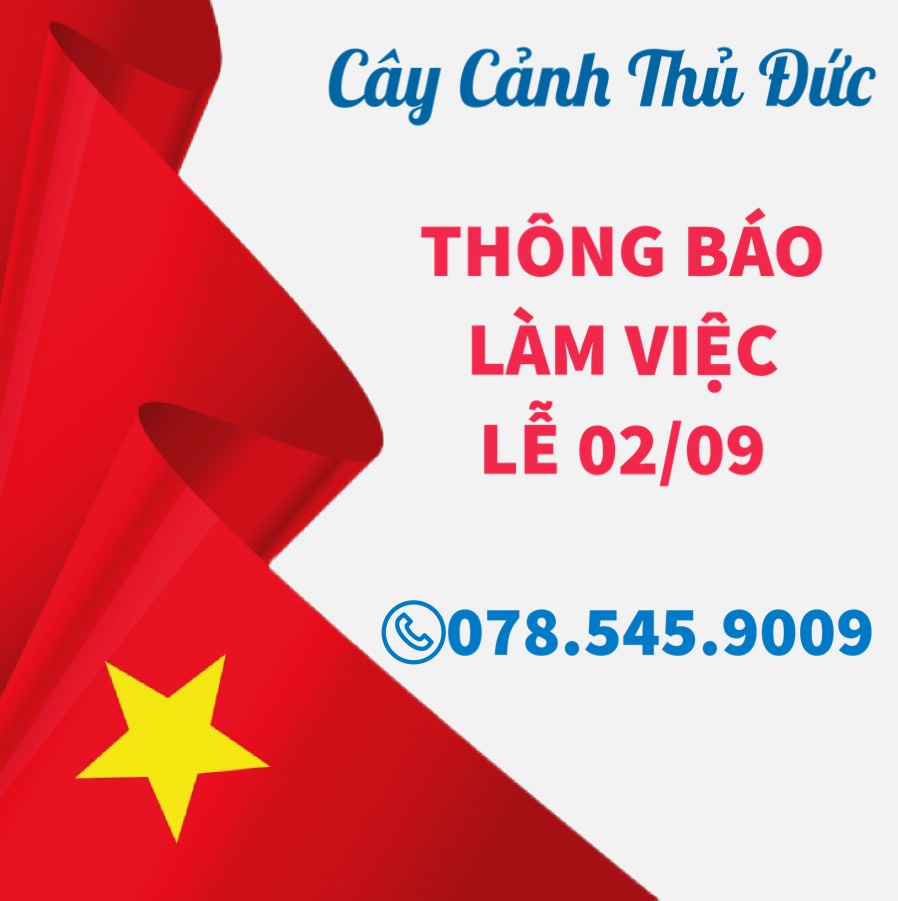 Cây Cảnh Thủ Đức Chuyên Cung Cấp Cây Đẹp Với Giá Tốt Nhất Thị Trường !!!