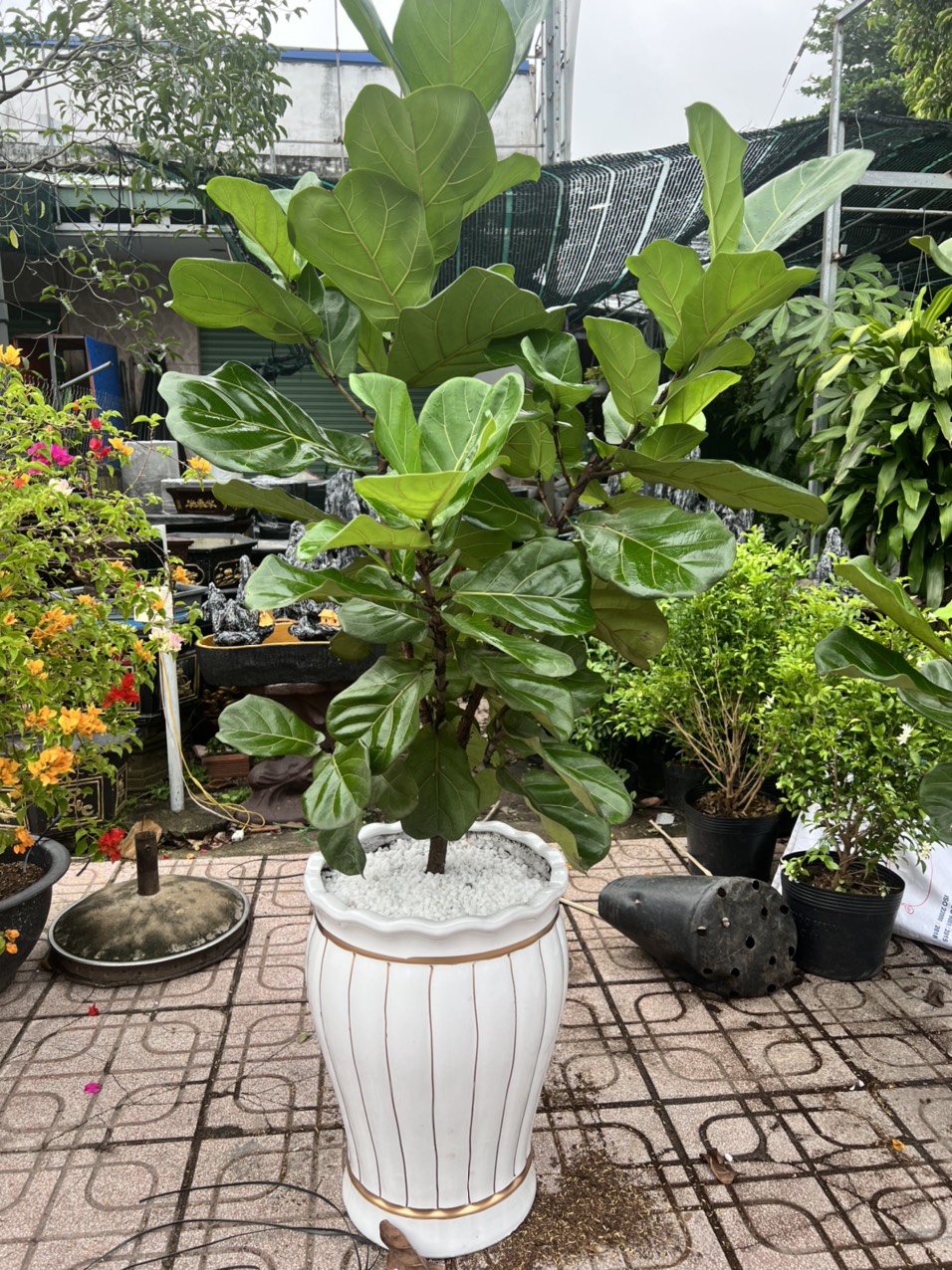 Cây Cảnh Thủ Đức Chuyên Cung Cấp Cây Đẹp Với Giá Tốt Nhất Thị Trường !!!