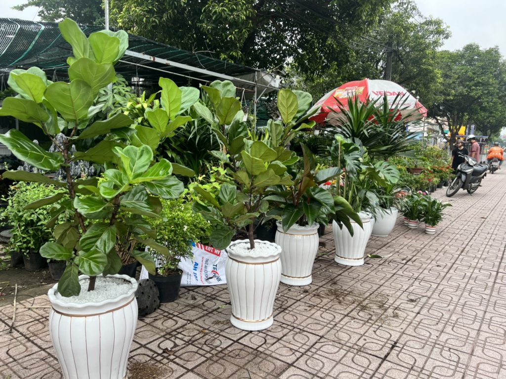Cây Cảnh Thủ Đức Chuyên Cung Cấp Cây Đẹp Với Giá Tốt Nhất Thị Trường !!!