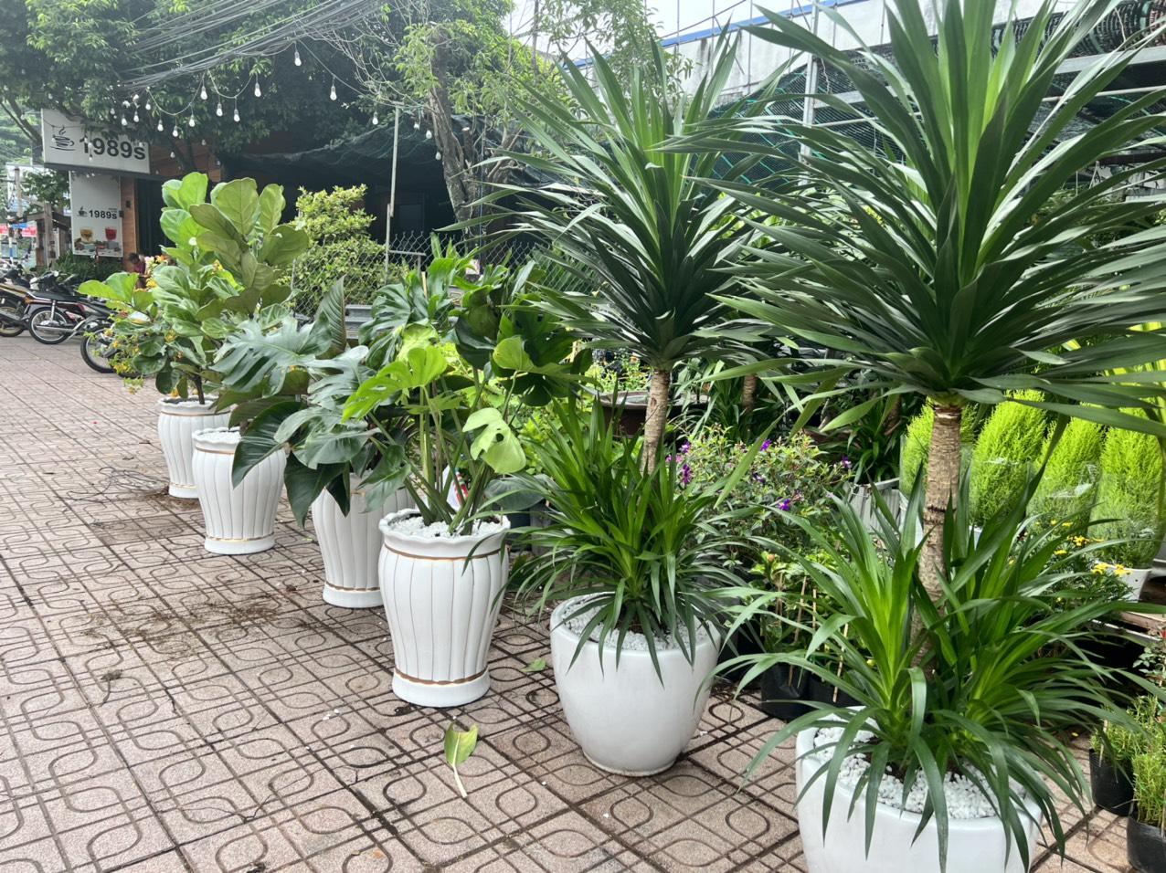 Cây Cảnh Thủ Đức Chuyên Cung Cấp Cây Đẹp Với Giá Tốt Nhất Thị Trường !!!