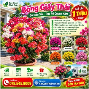 Bông Giấy Thái