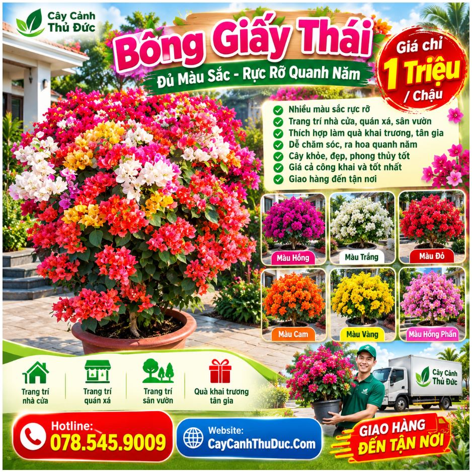 Bông Giấy Thái