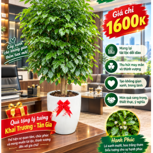 Hạnh Phúc Đại - 1.6 Mét