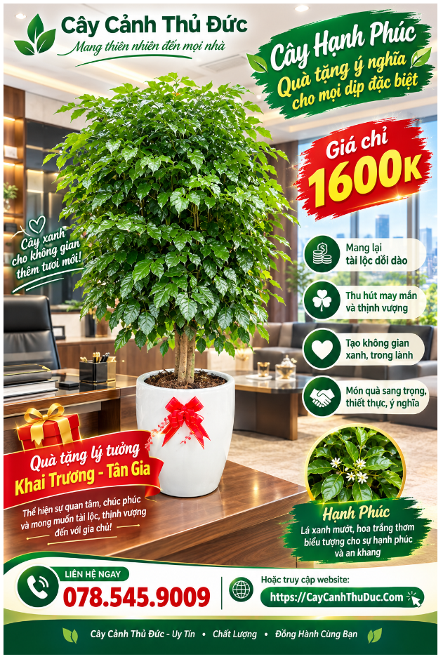 Hạnh Phúc Đại - 1.6 Mét