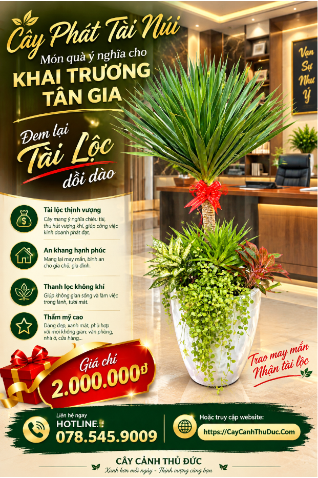 Cây Phát Tài Núi - Mix