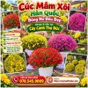 Cúc Mâm Xôi Hàn Quốc