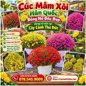 Cúc Mâm Xôi Hàn Quốc