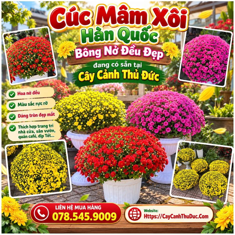 Cúc Mâm Xôi Hàn Quốc
