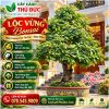 Lộc Vừng Bonsai