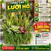 Lưỡi Hổ Mix