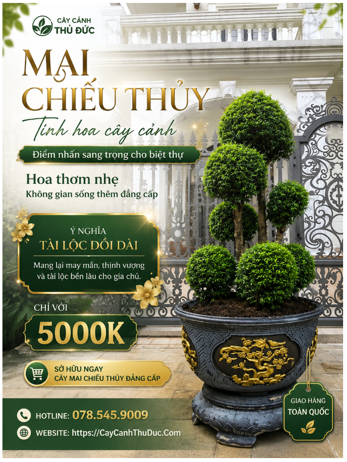 Mai Chiếu Thủy - Size Trung
