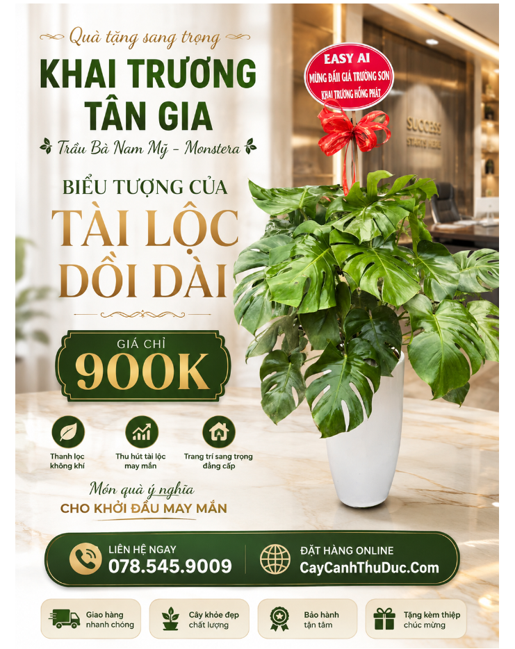 Trầu Bà Nam Mỹ - Monstera