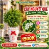 Nguyệt Quế Côn