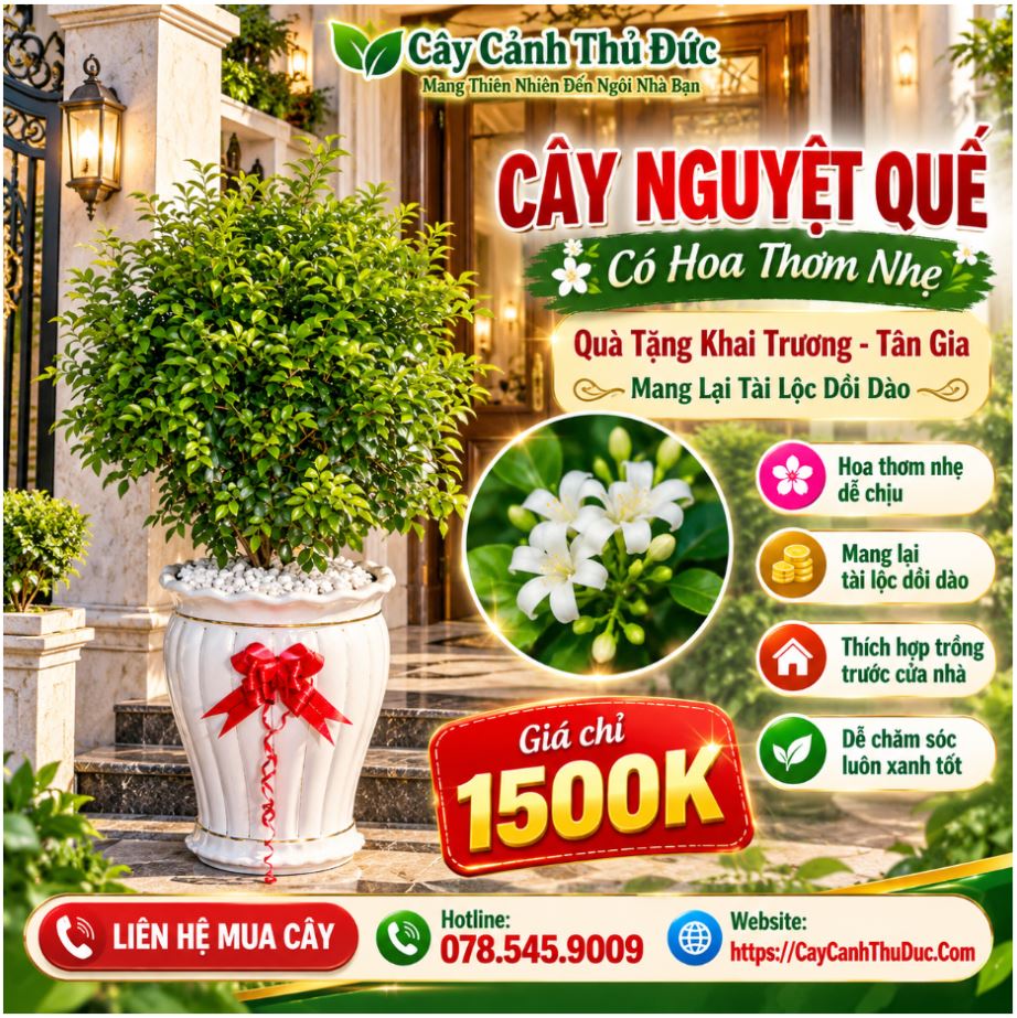 Nguyệt Quế Côn