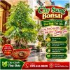Sung Bonsai