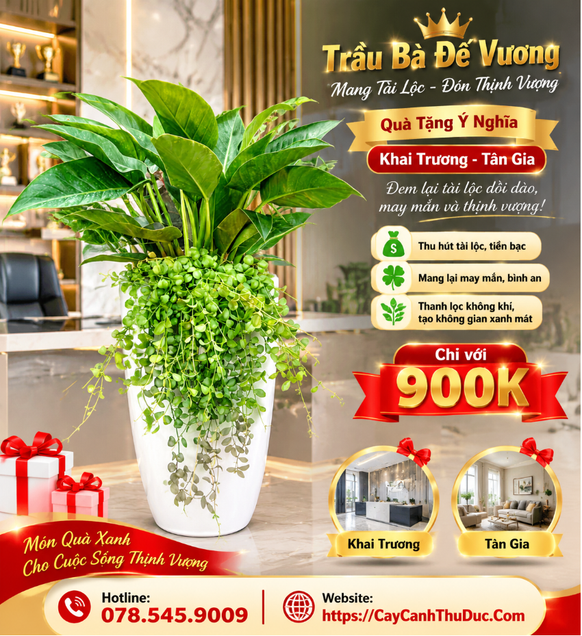 Trầu Bà Đế Vương Mix