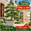 Cây Tùng La Hán