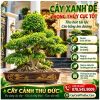 Cây Xanh Đế